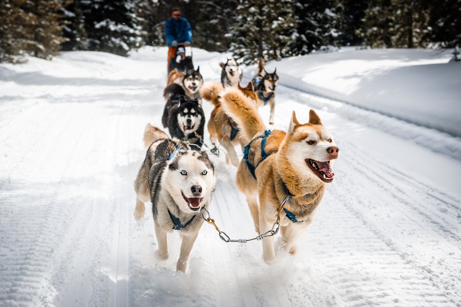 Mushing en Pal Arinsal