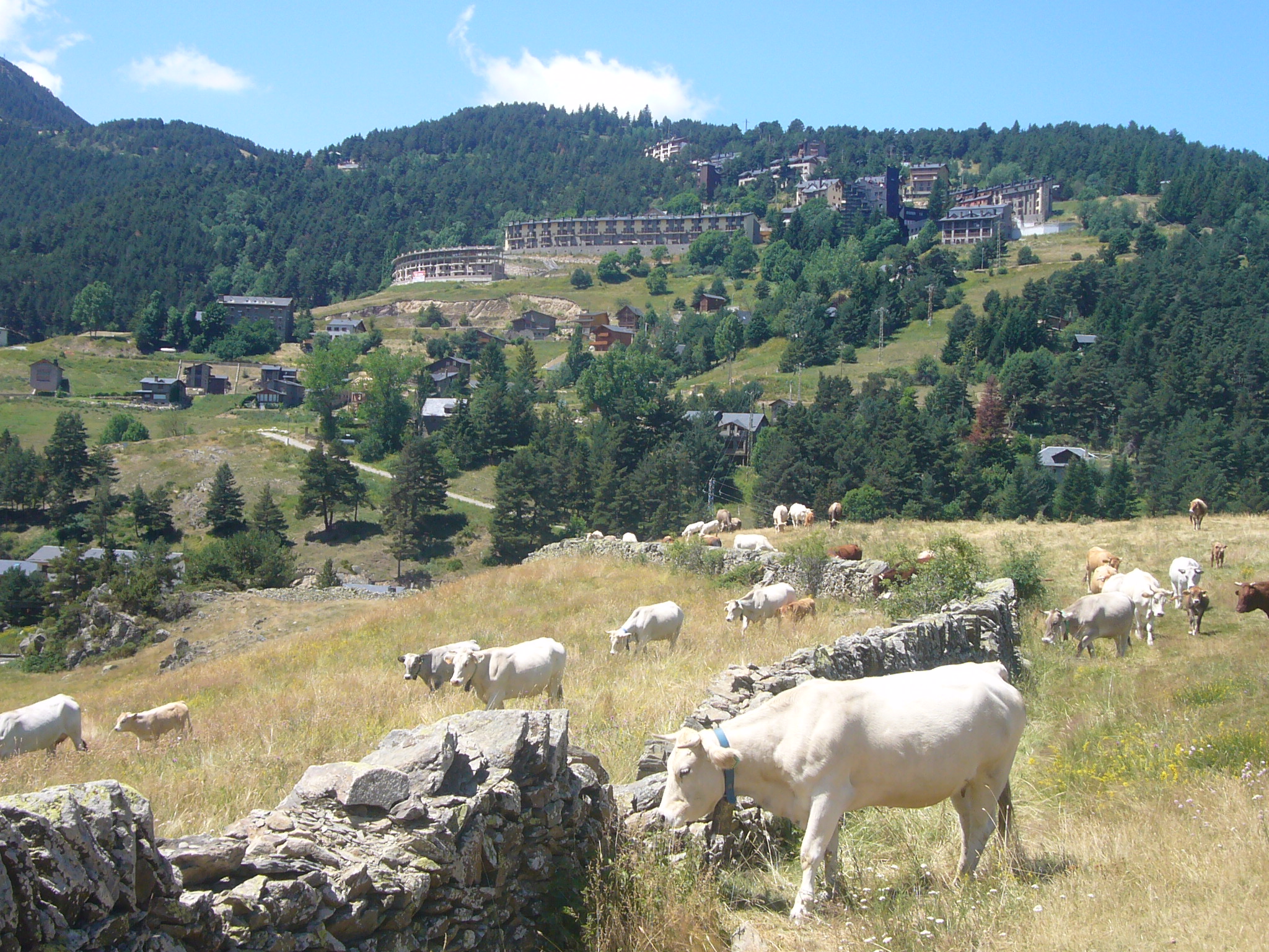 Un prado lleno de vacas en La Molina