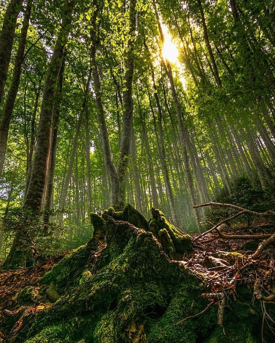 Bosque del Betato en Formigal 